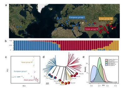 南京農業大學梨課題組揭示梨的起源、分化與馴化歷程